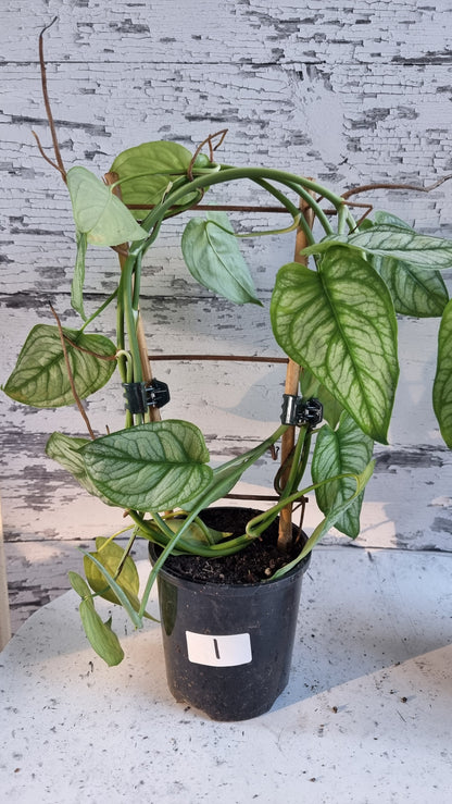 Monstera siltepecana 'El Salvador'