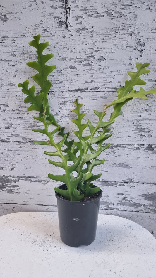 Disocactus anguliger (syn. Epiphyllum anguliger) - Zig Zag Cactus