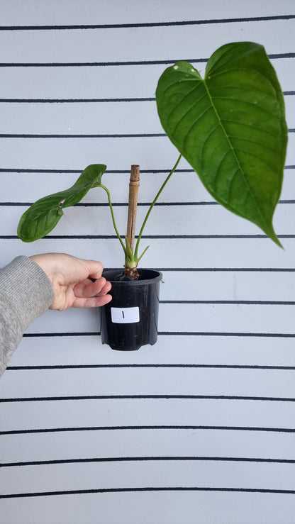 Anthurium cuspidatum - Oblong Berry Tree