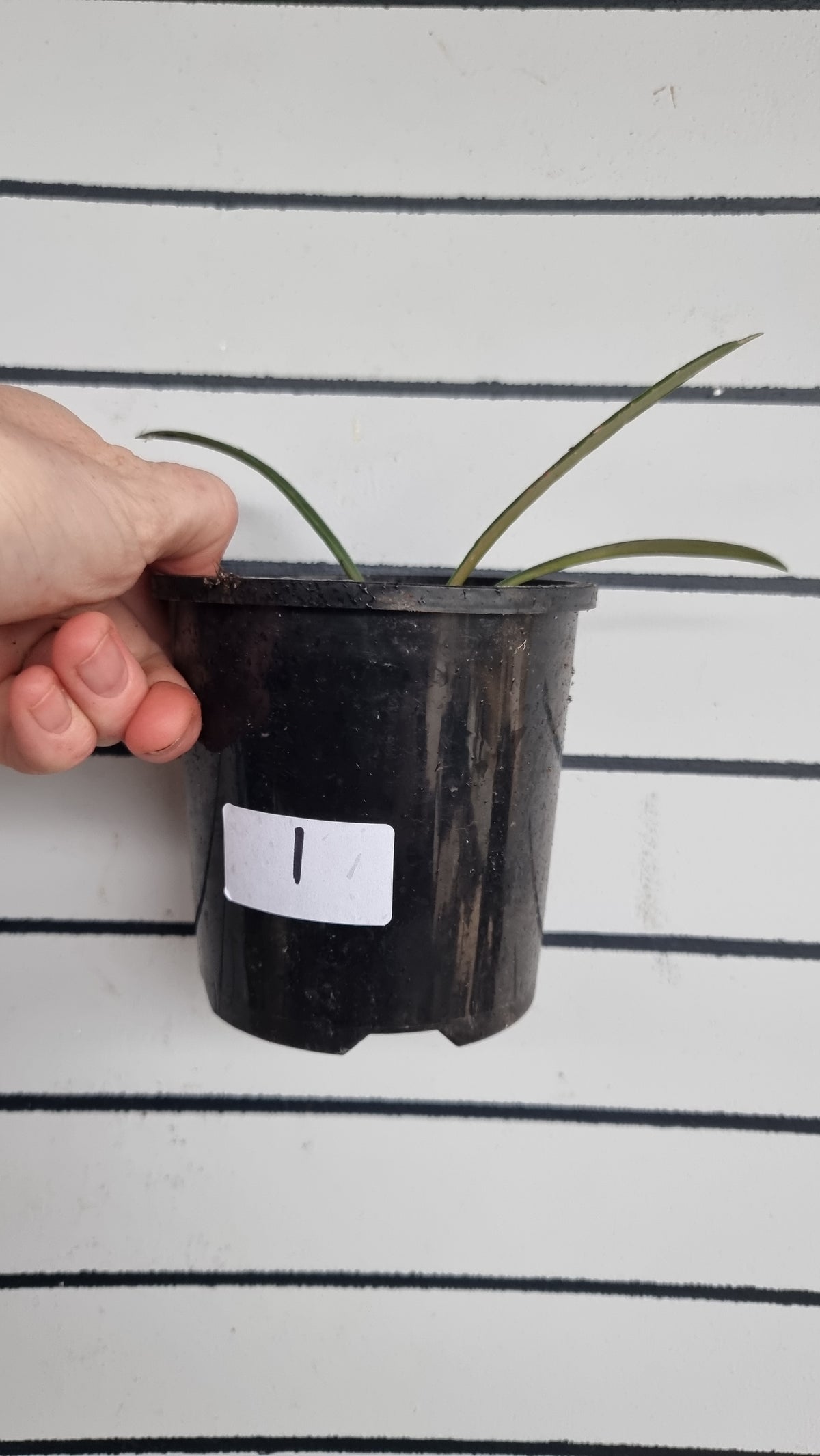 Hippeastrum striatifolium - Striped Amaryllis