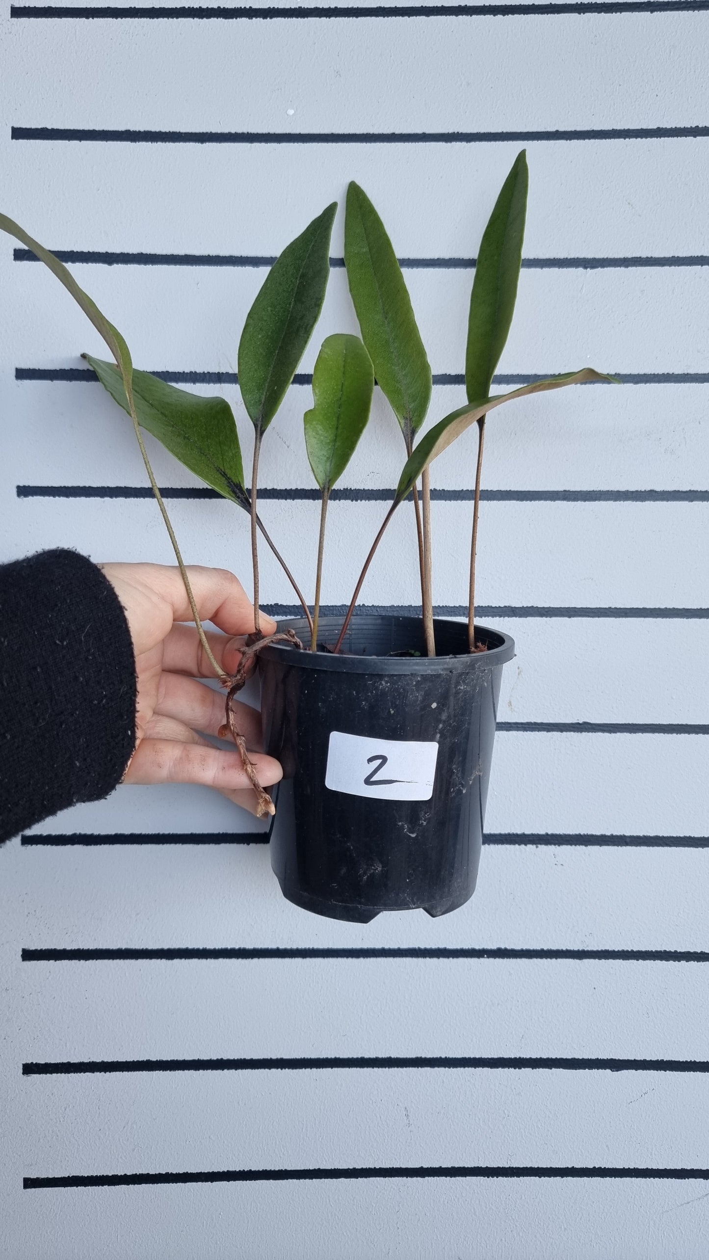 Pyrrosia lingua - Japanese Felt Fern