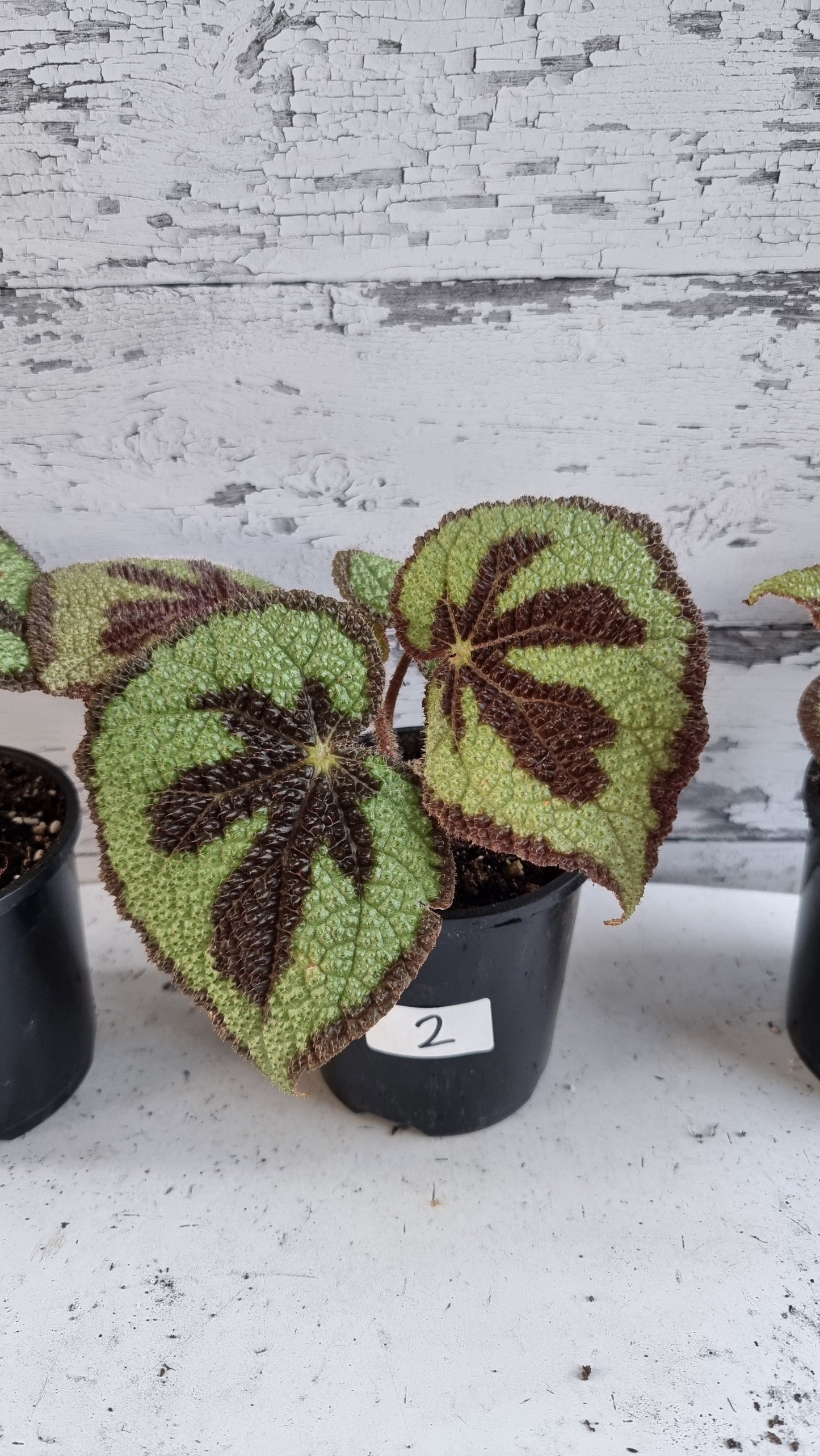 Begonia masoniana 'Rock'