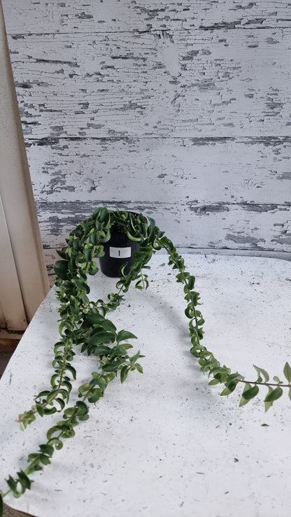 Aeschynanthus radicans 'Curly' - Lipstick Plant