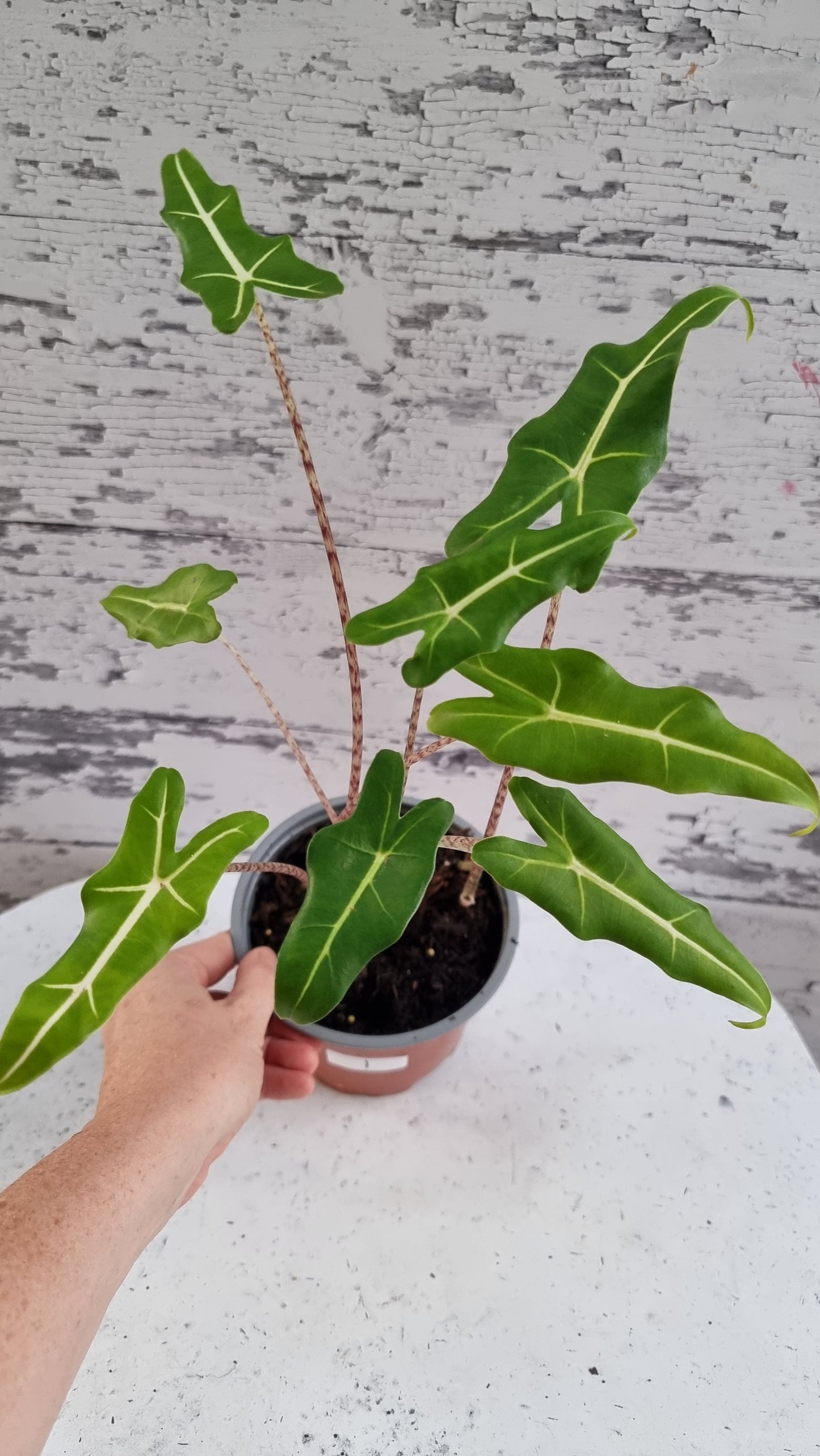 Alocasia hybrid 'Sarian'