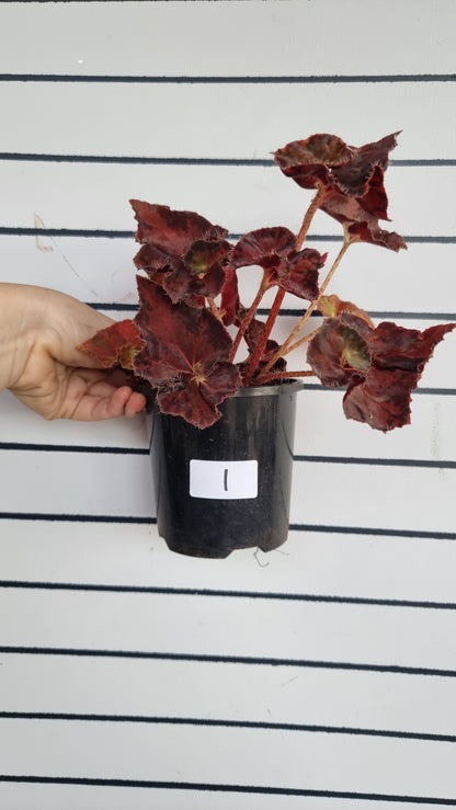 Begonia rex 'Copper Sunset' - Rhizomatous Eyelash Begonia