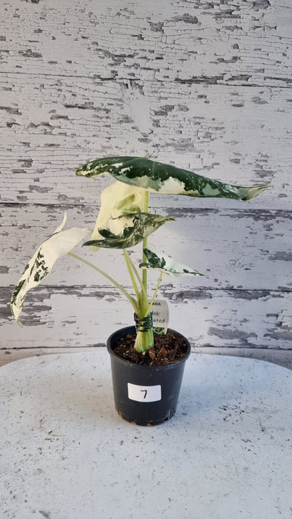 Alocasia micholitziana 'Frydek' - 雜色綠天鵝絨