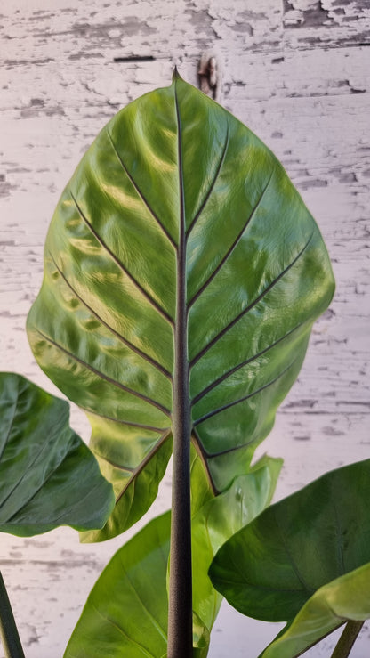 Alocasia 'Dark Star' - Elephant Ear Plant