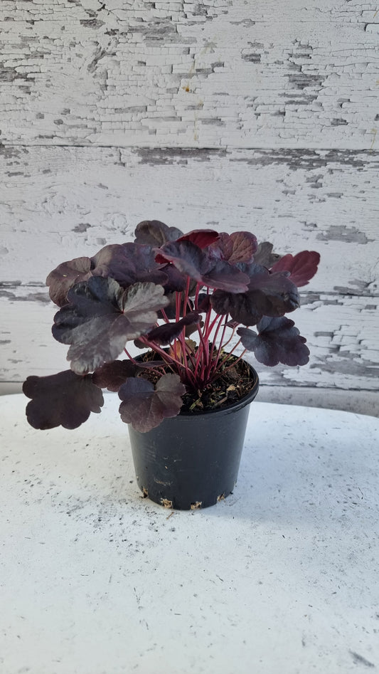 Heuchera 'Obsidian'