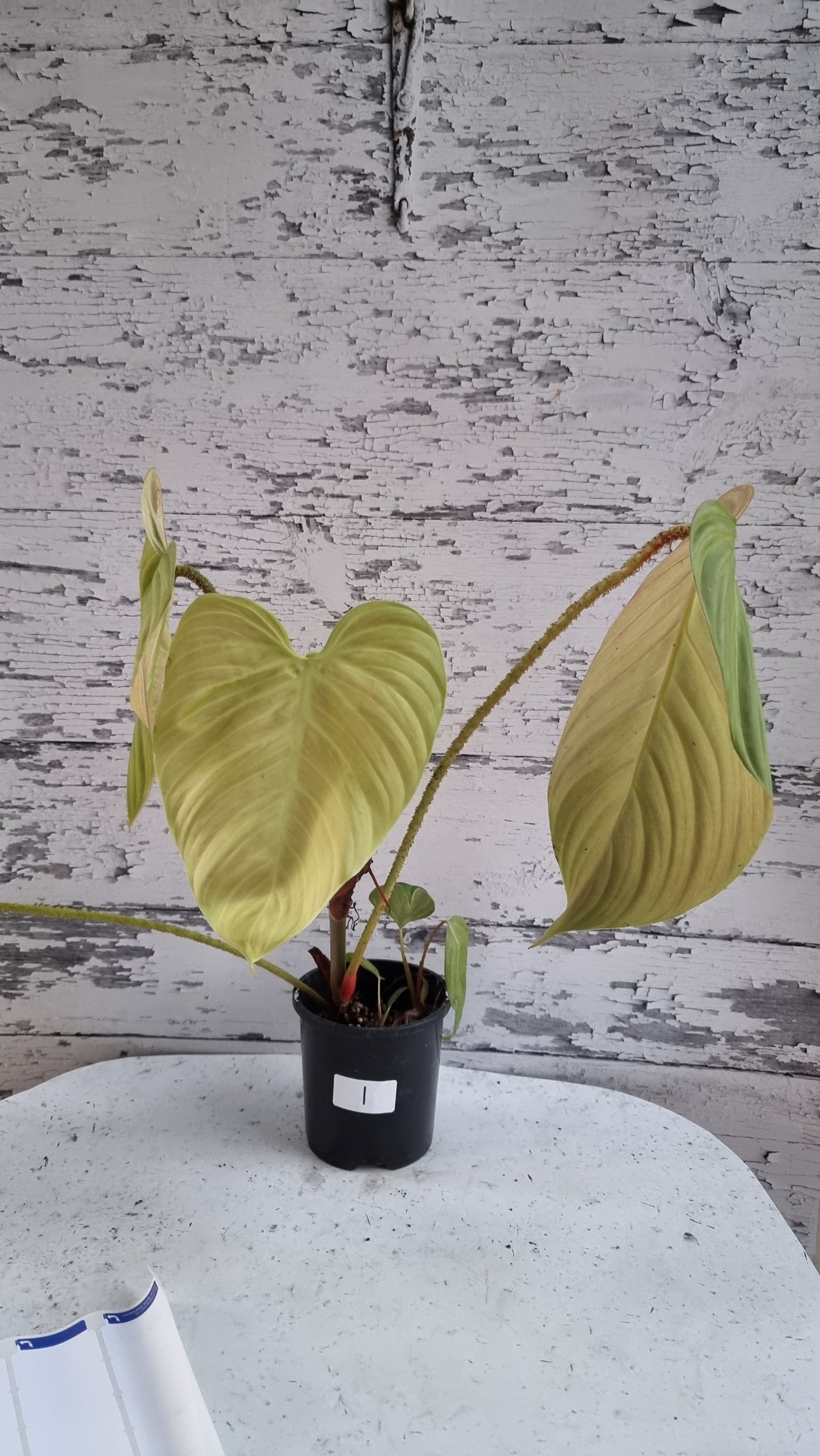 Philodendron 'Fuzzy Petiole'
