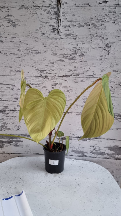 Philodendron 'Fuzzy Petiole'