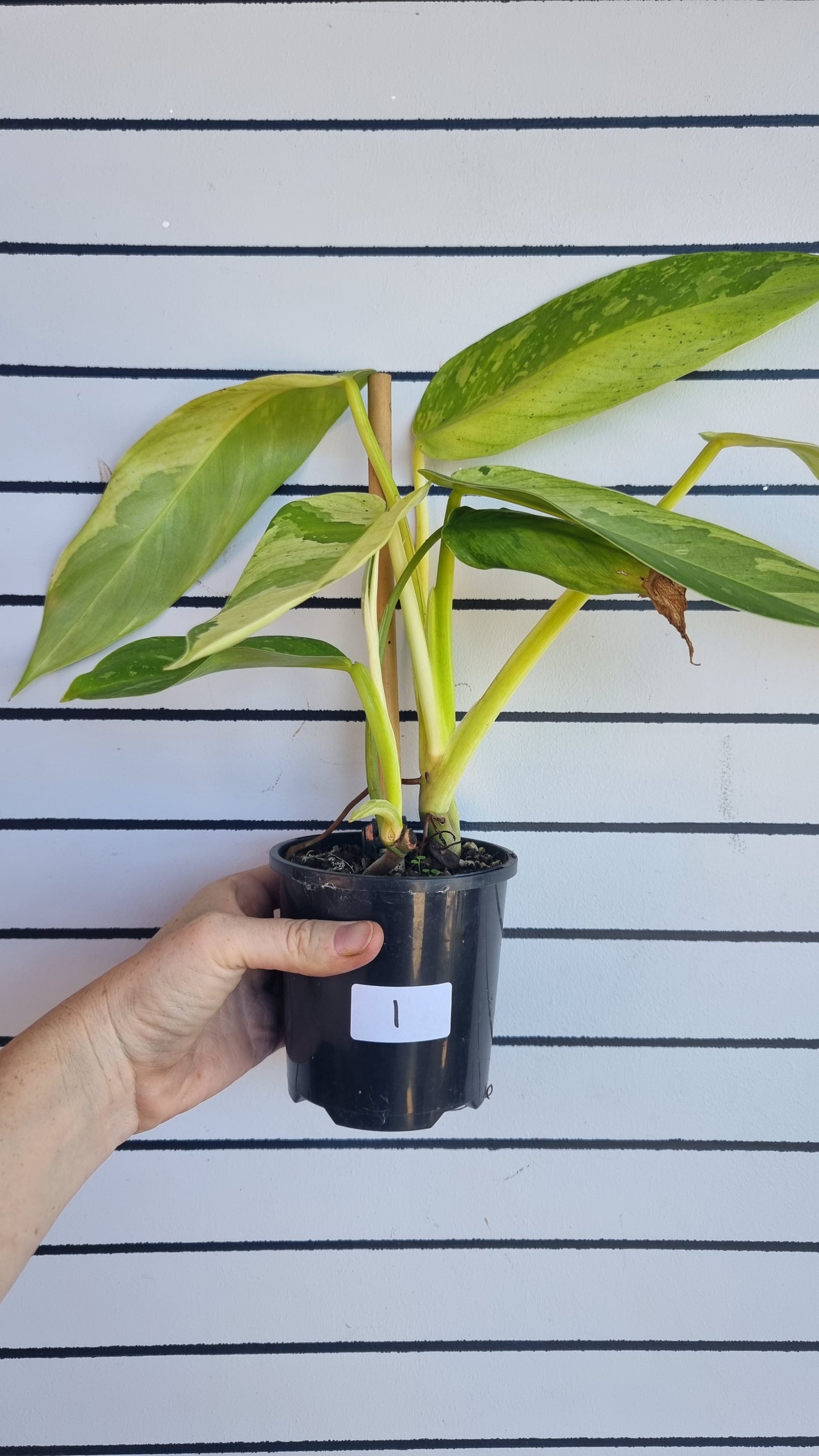 Philodendron 'Jose Buono'