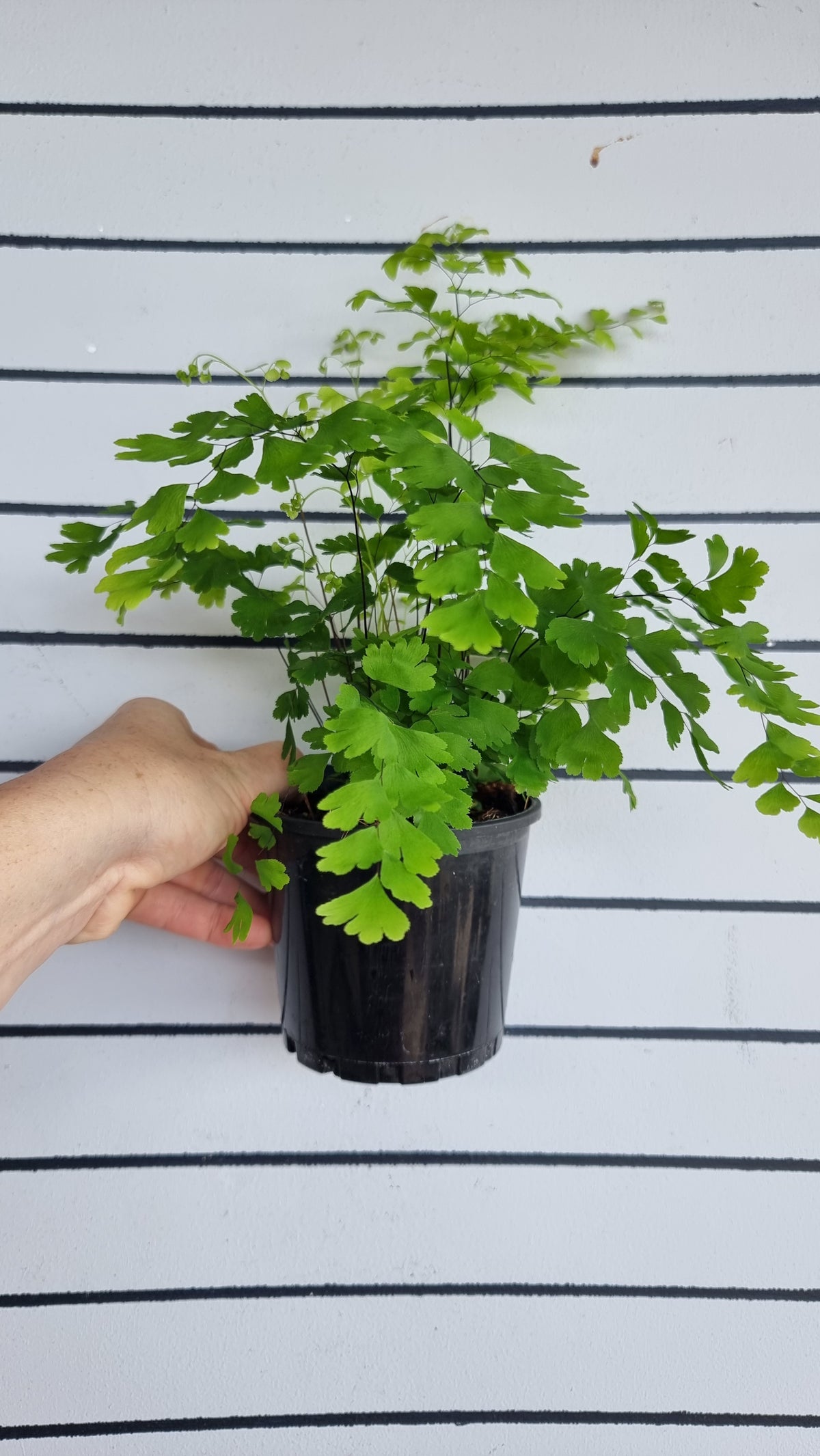 Adiantum raddianum - 三角铁线蕨