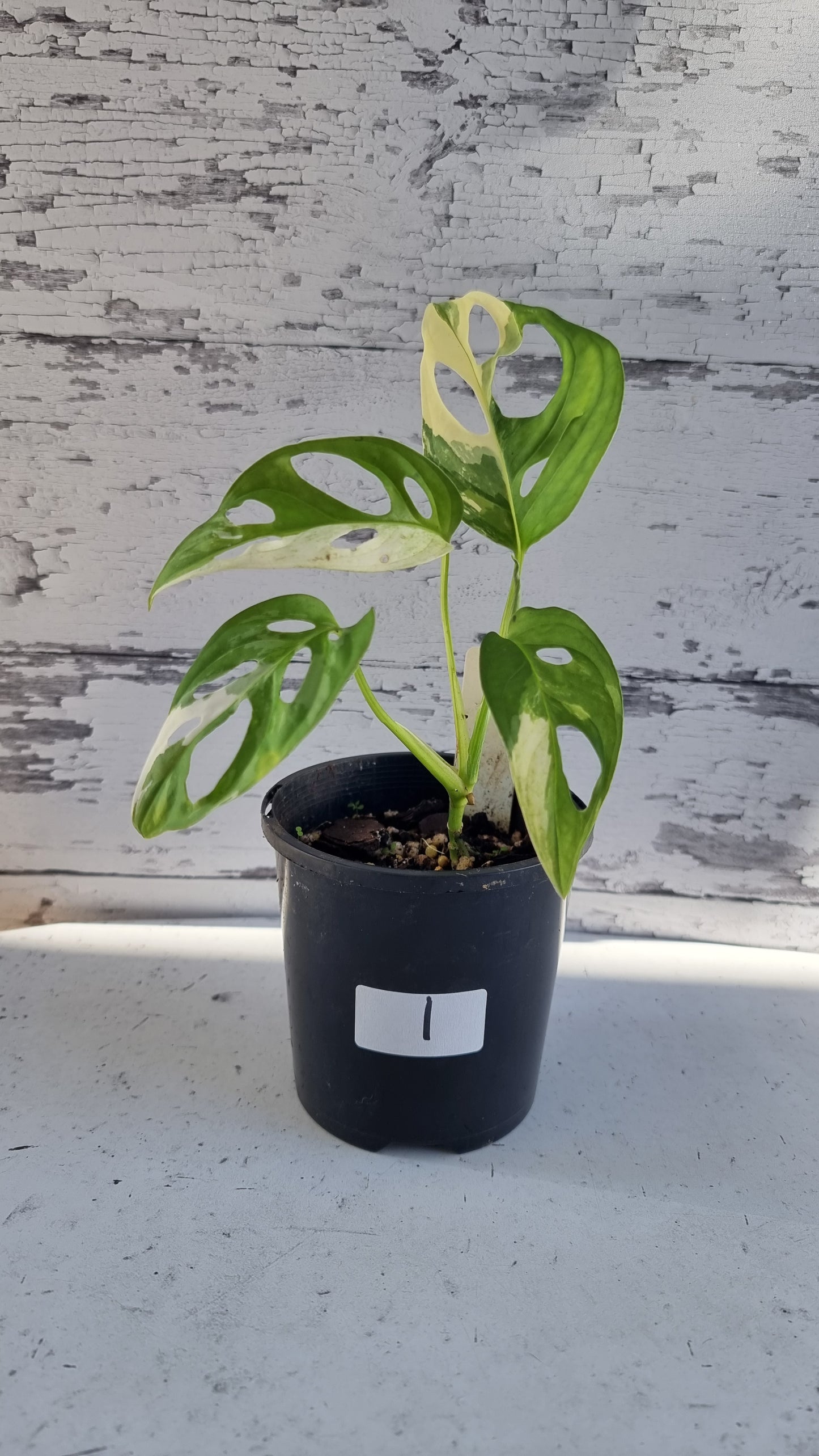 Monstera adansonii variegata - Variegated Swiss Cheese Plant