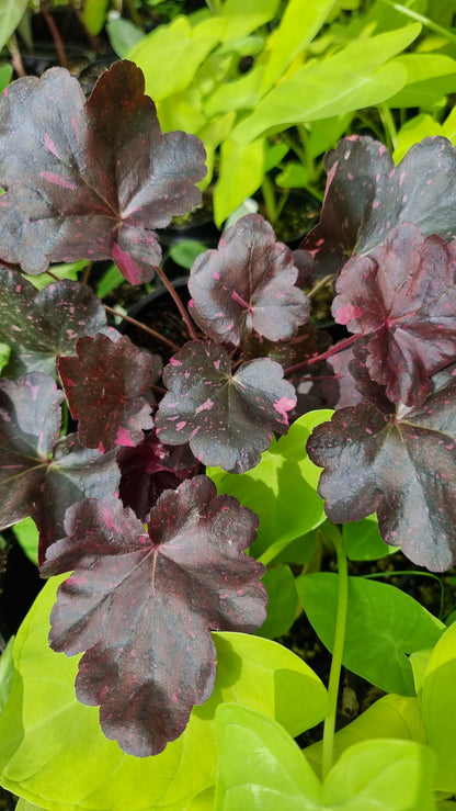 Heuchera 'Midnight Rose' - Coral Bells
