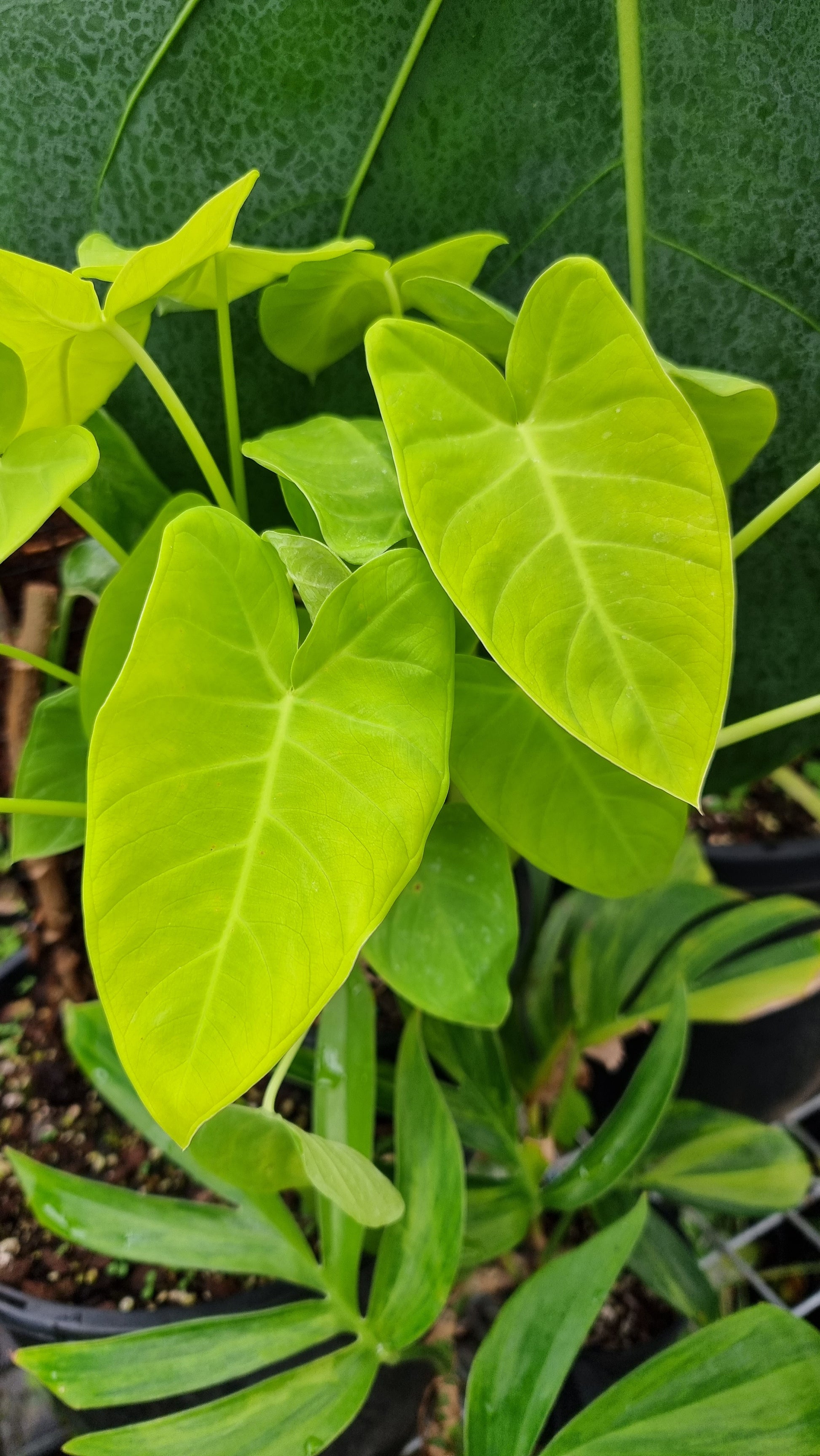lime zinger elephant ear plant Xanthosoma 'Lime Zinger' – Root'd Plants