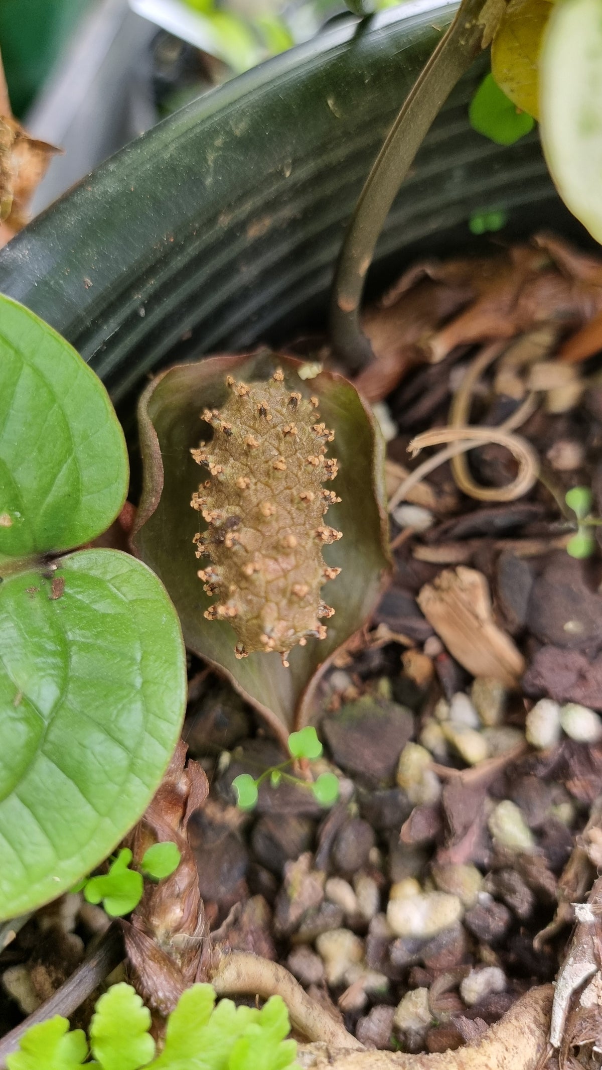 Anthurium radicans