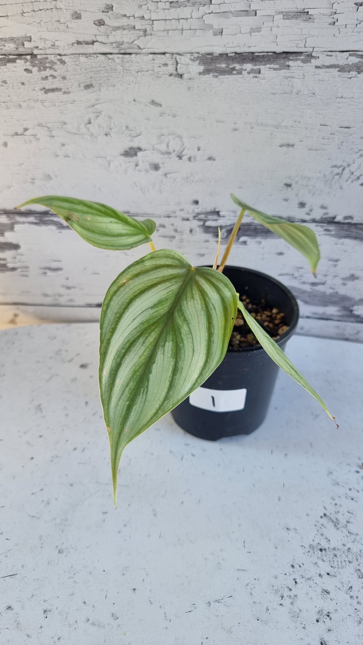 Philodendron sp. 'pastazanum silver'