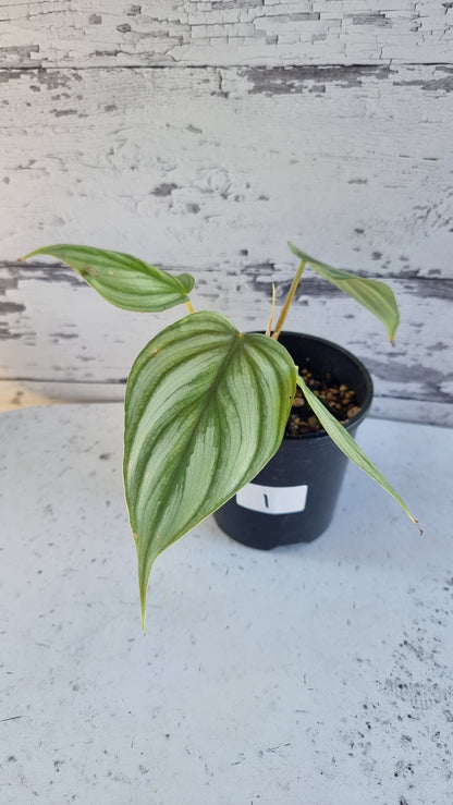 Philodendron sp. 'pastazanum silver'
