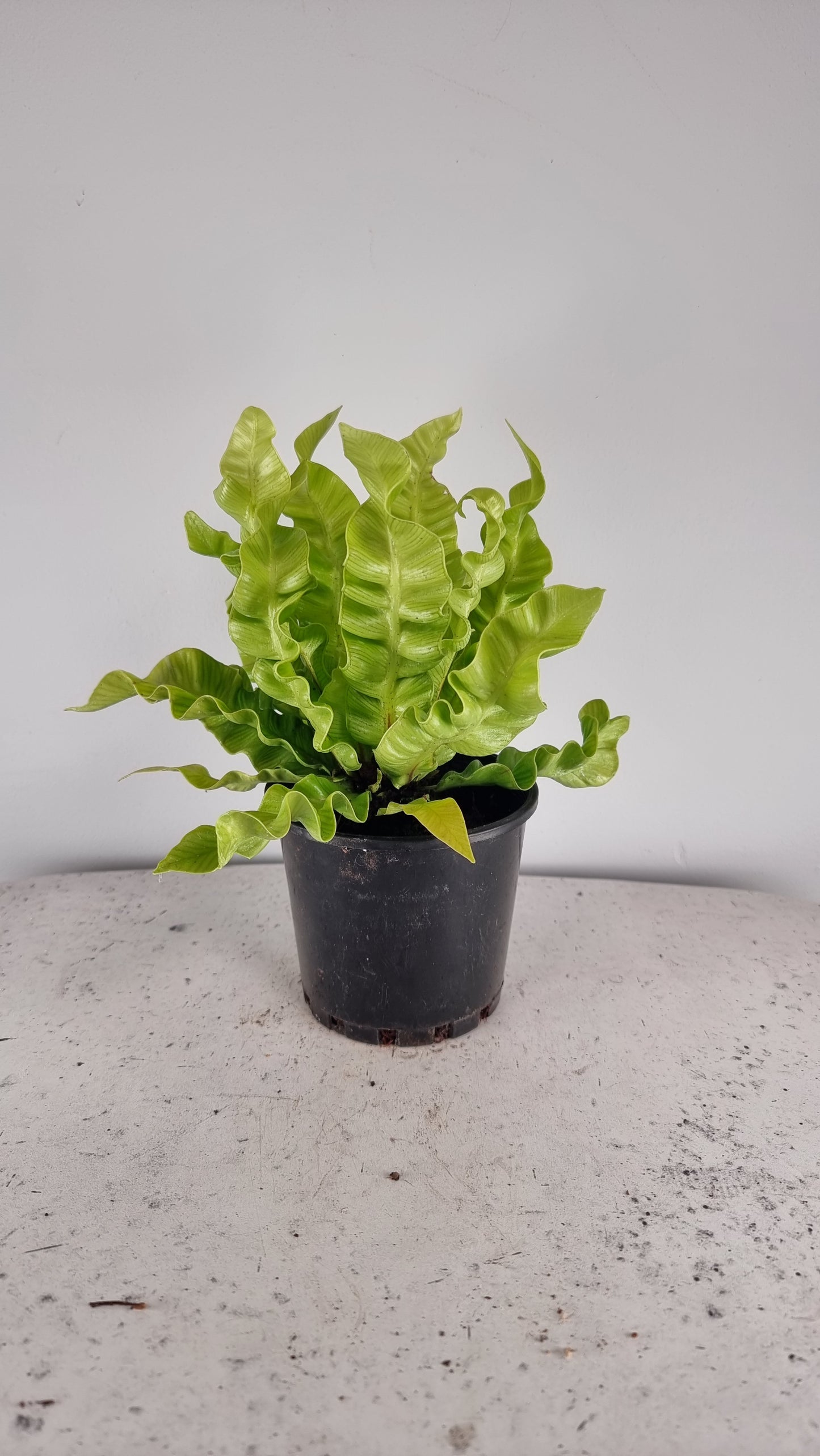 Asplenium nidas 'Crispy Wave' - Pleated Bird's Nest Fern