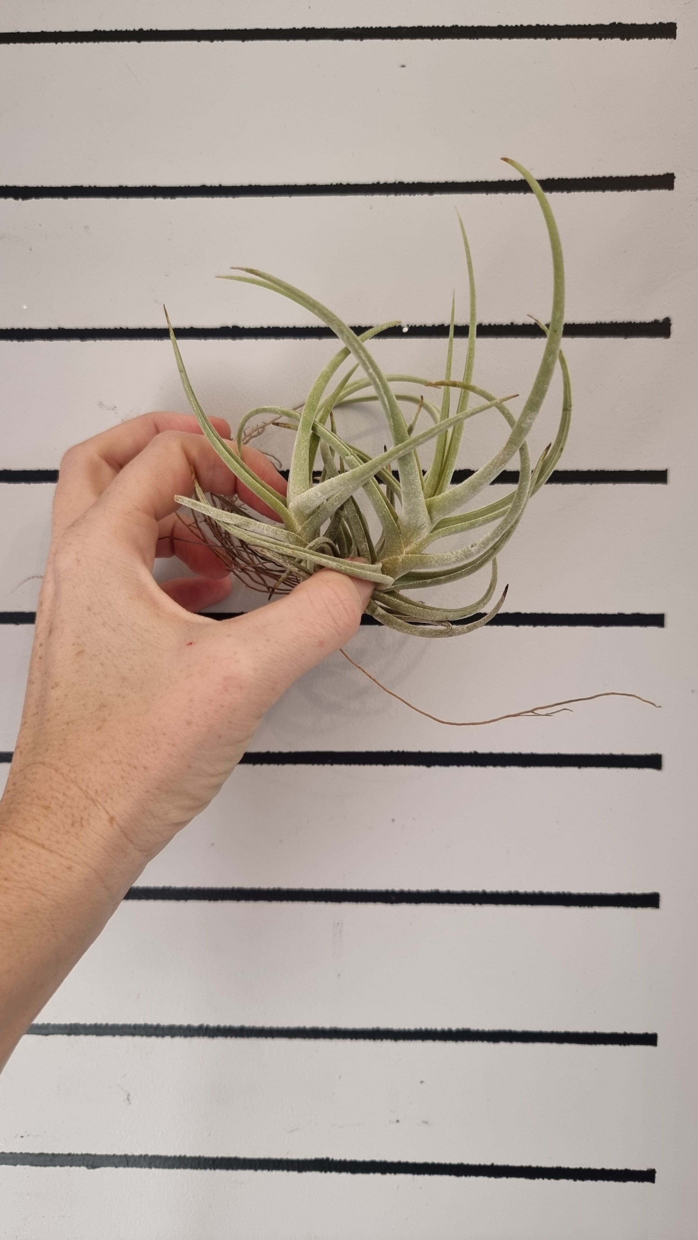 Tillandsia schiedeana var. glabrior - Air Plant Root'd Plants 