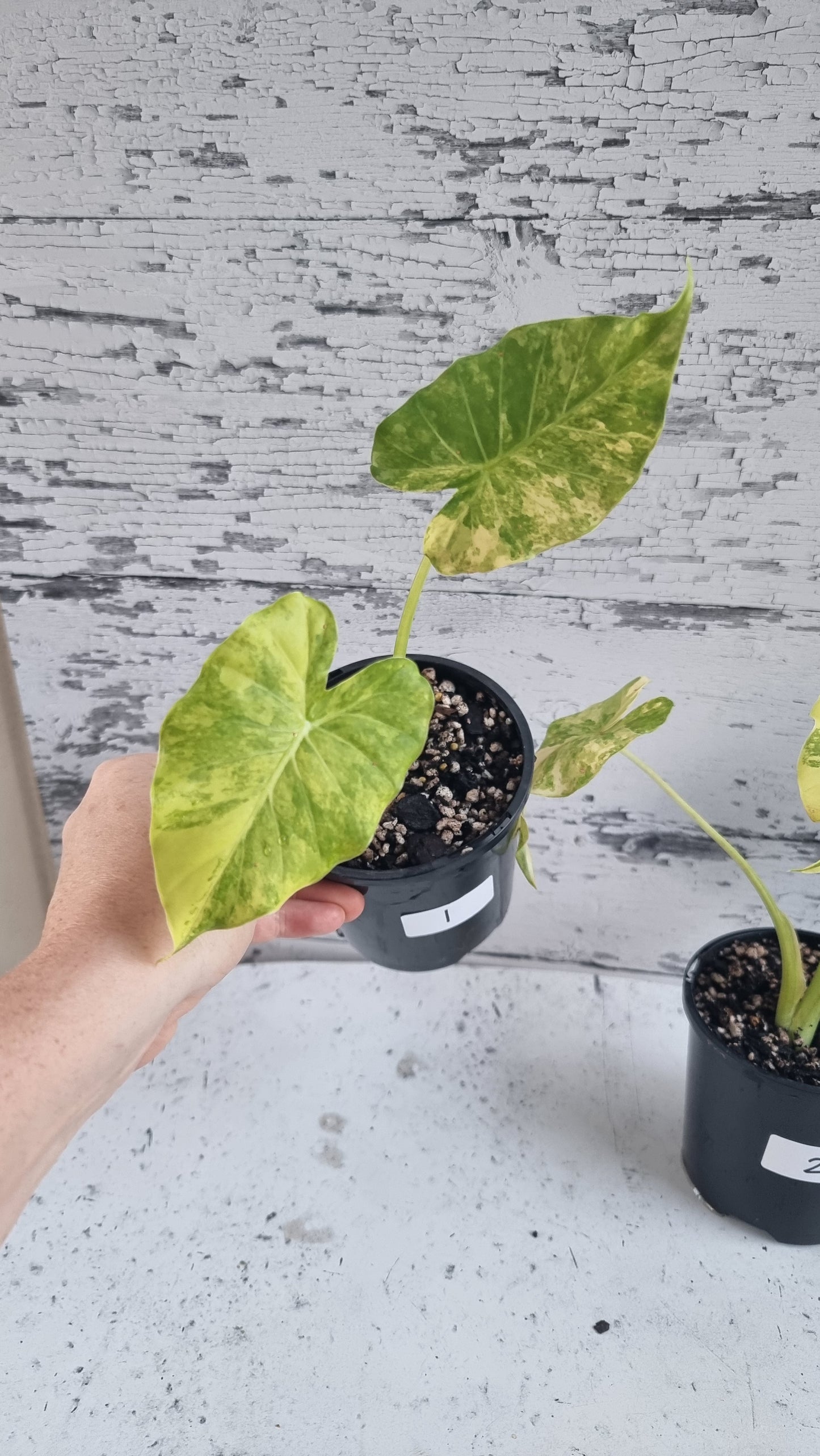 Alocasia gageana 'Aurea' - Yellow Variegated Elephant Ear