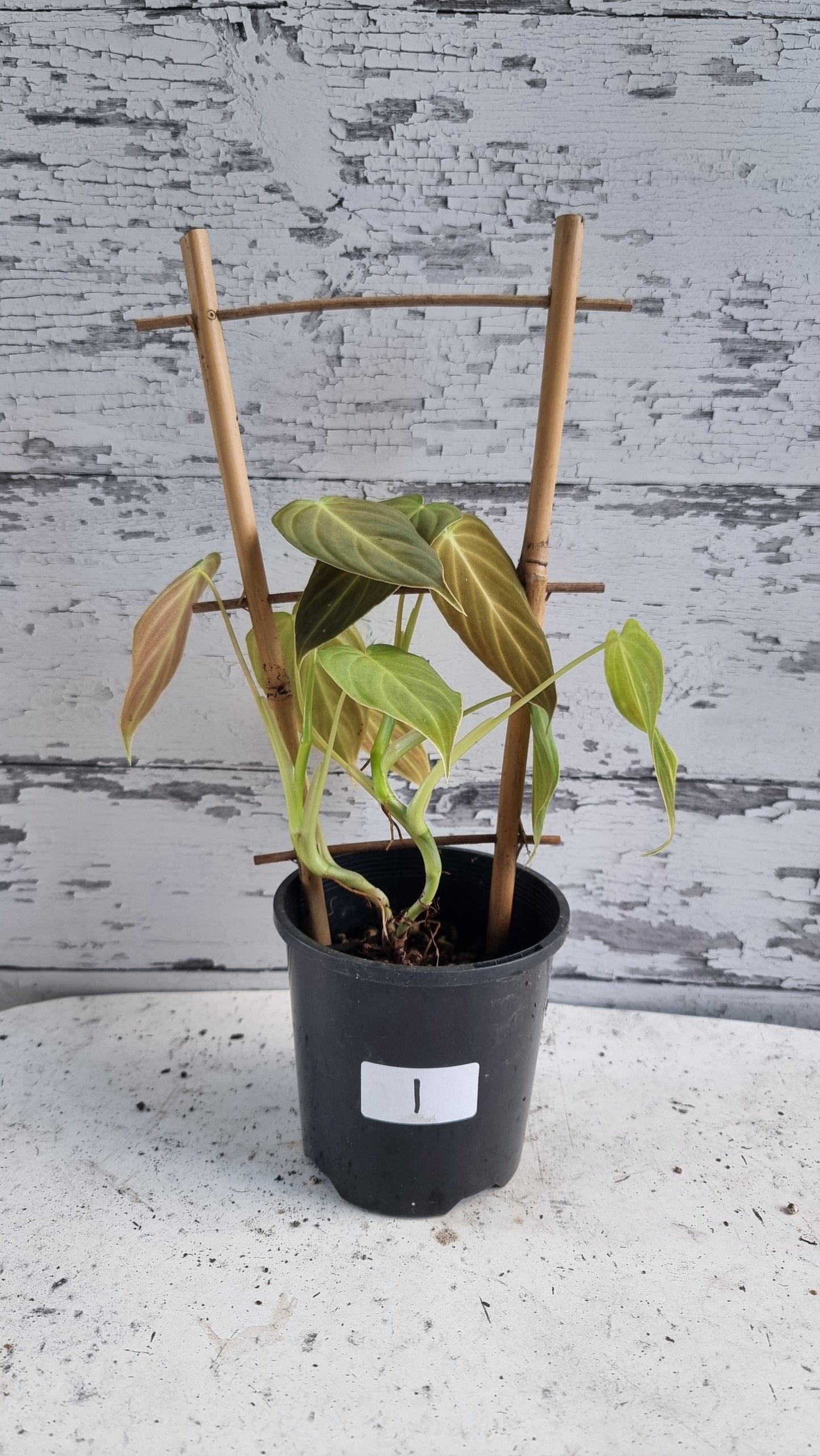 Philodendron 'Splendid' - Philodendron verrucosum x melanochrysum