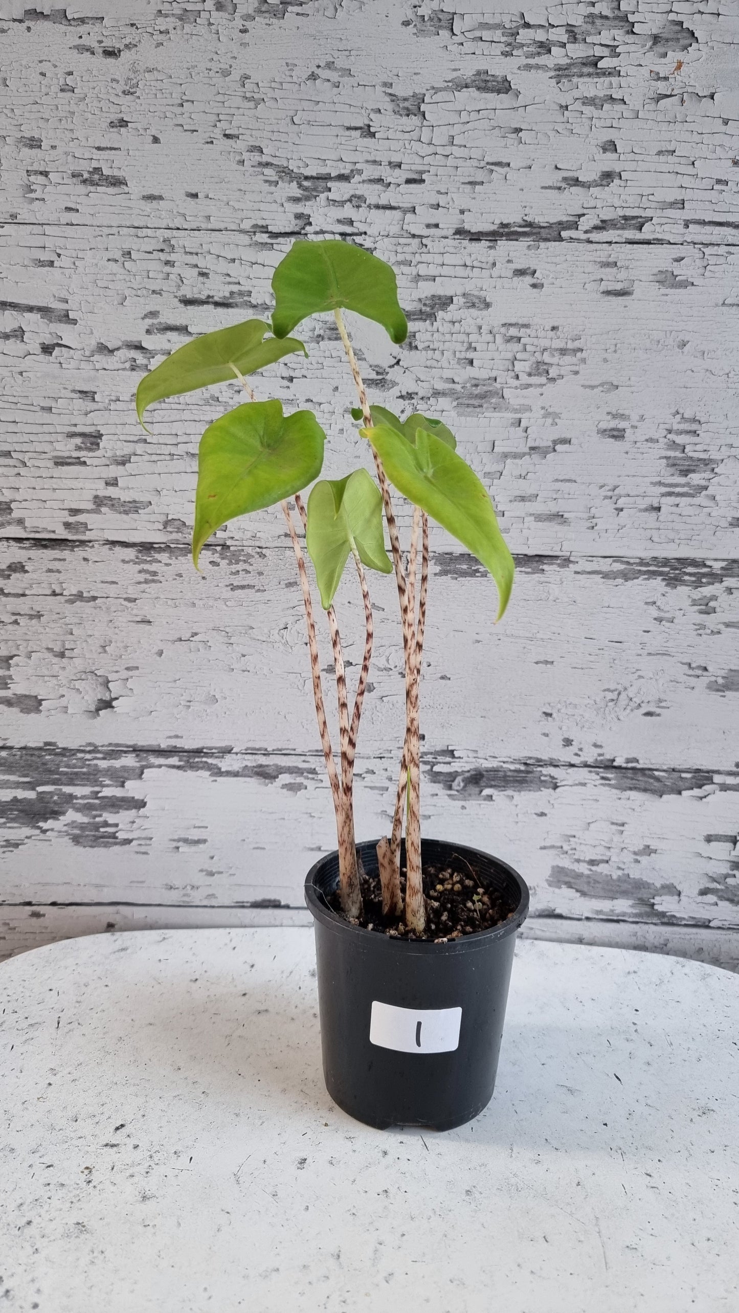Alocasia zebrina