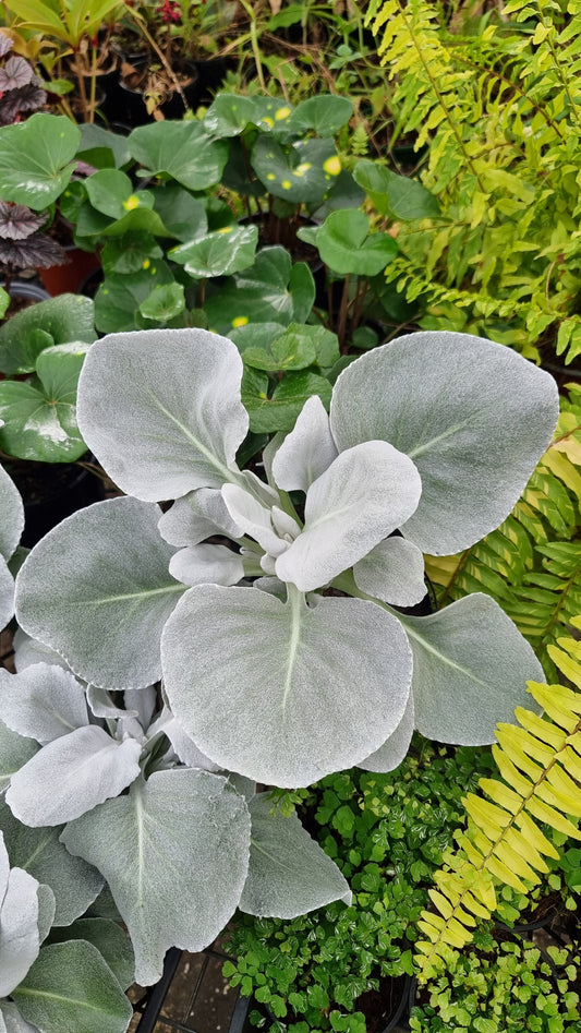 Senecio candicans 'Angel Wings'