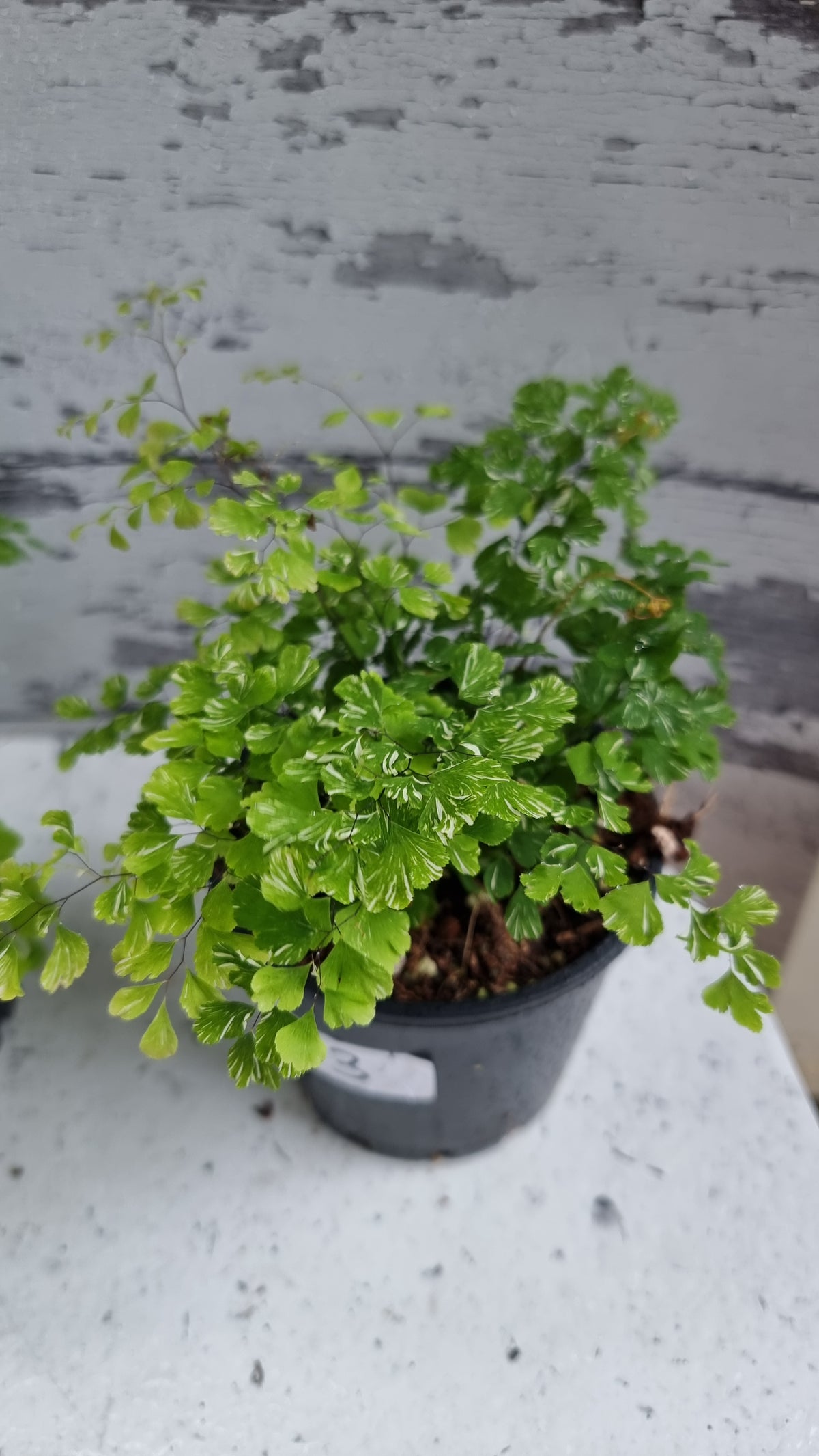 Adiantum raddianum 'Variegatum' - Variegated Delta Maidenhair Fern