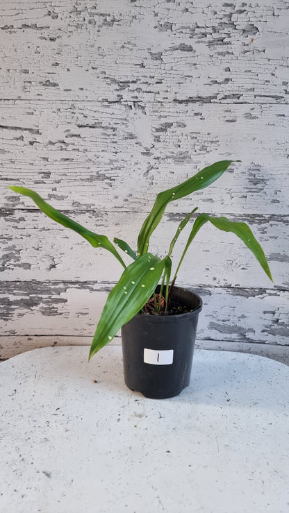 Aspidistra yingjiangensis ‘Singapore Sling’ - Leopard Cast Iron Plant