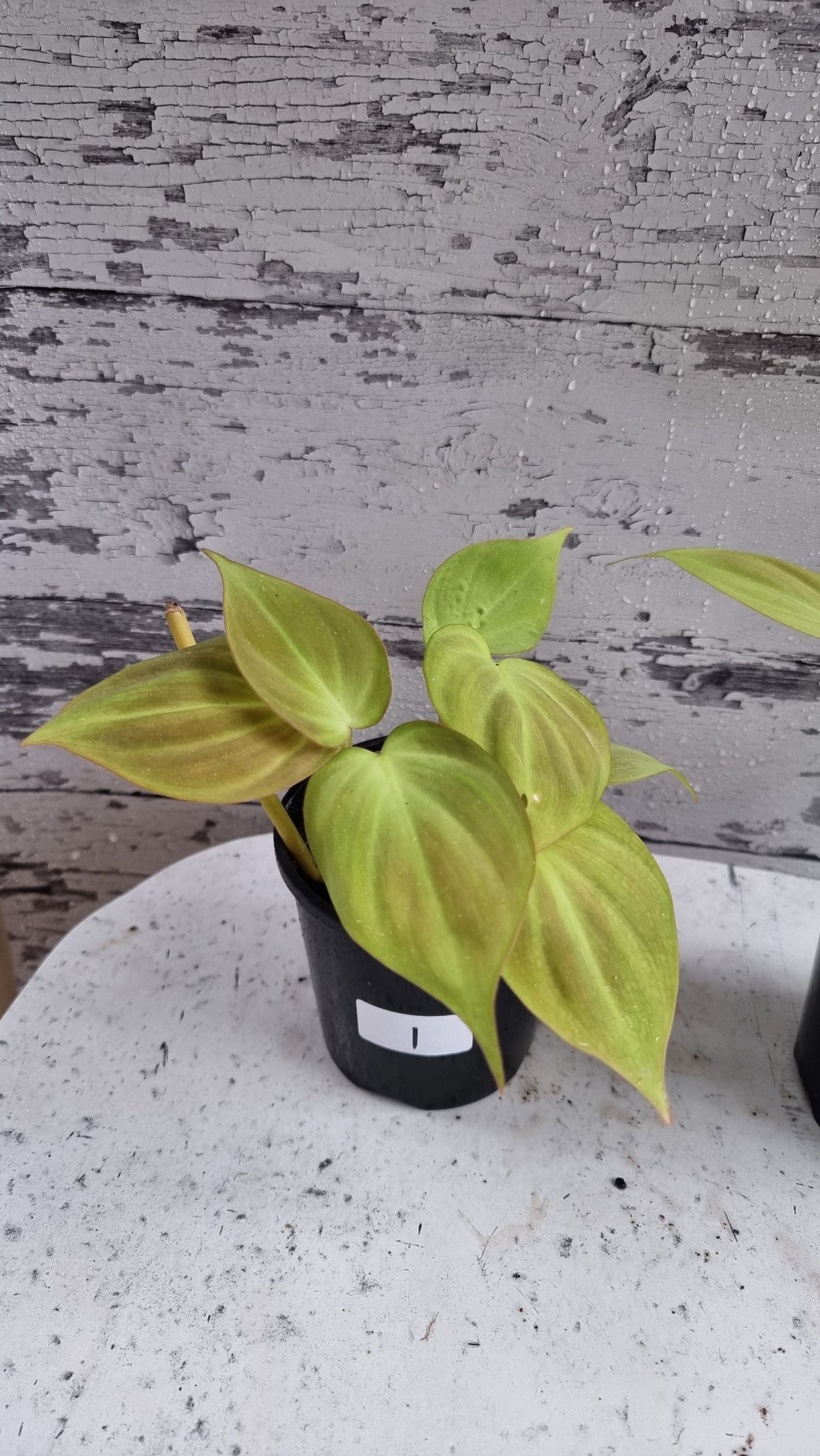 Philodendron camposportoanum