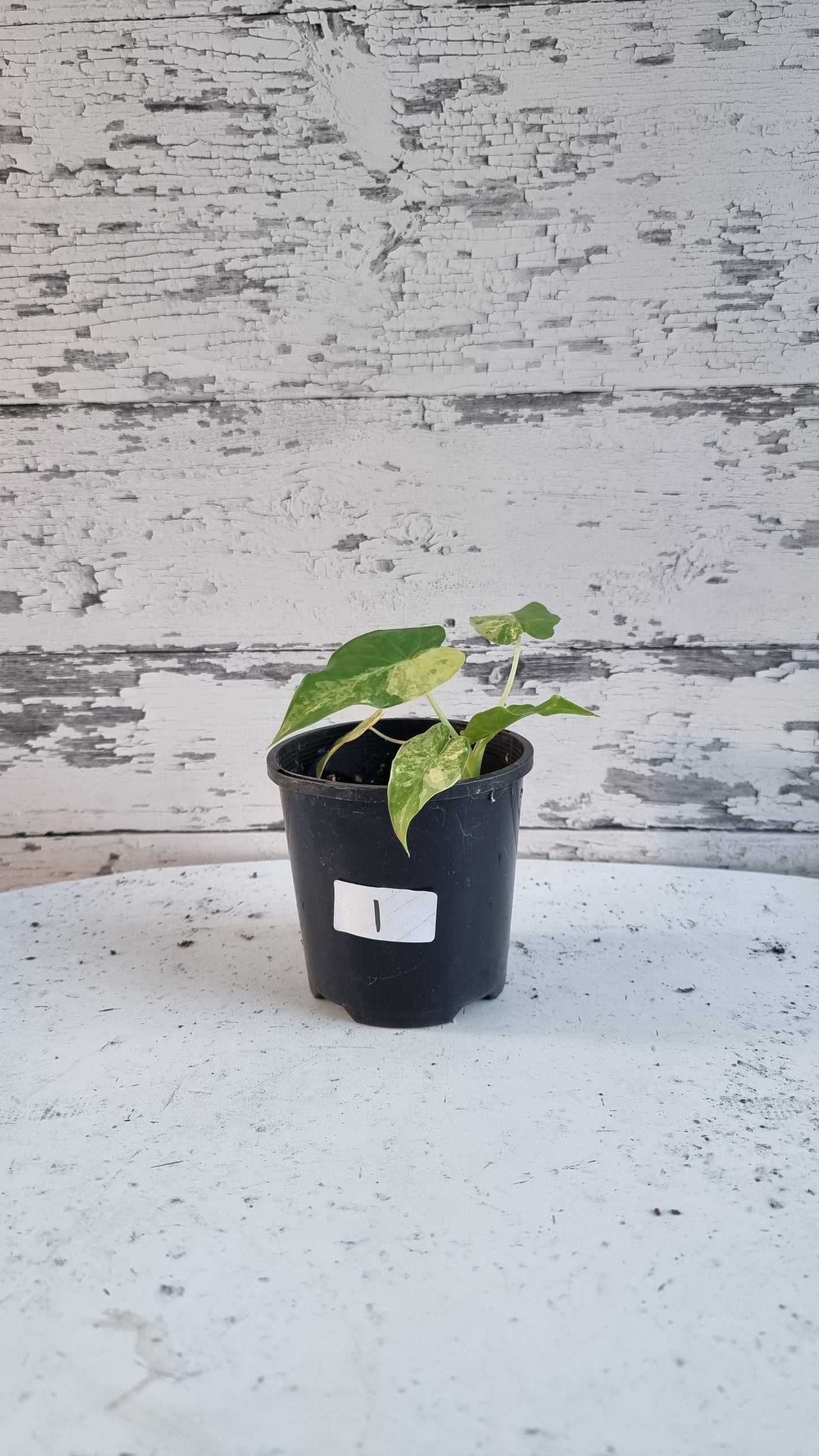 Alocasia gageana 'Aurea' - Yellow Variegated Elephant Ear