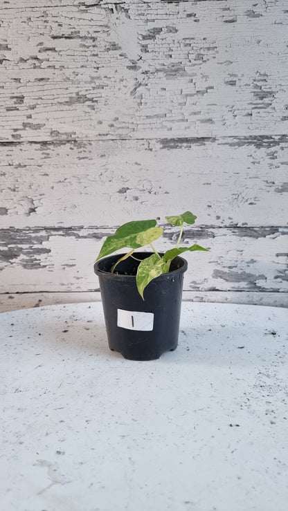 Alocasia gageana 'Aurea' - Yellow Variegated Elephant Ear