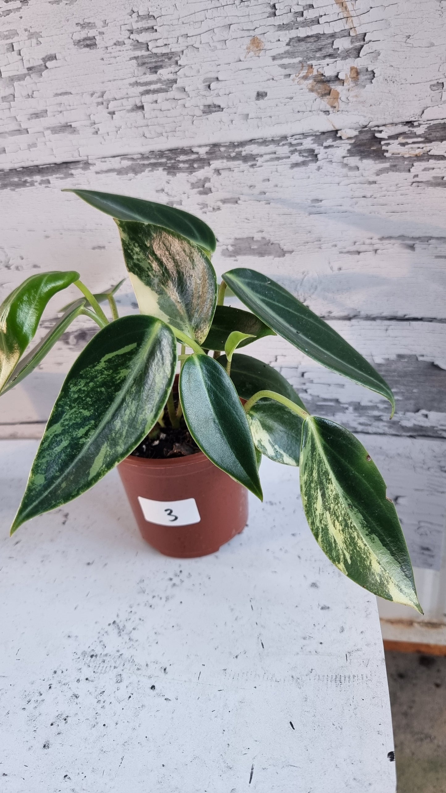 Peperomia maculosa 'Xiang Cao' variegata - Variegated Radiator Plant