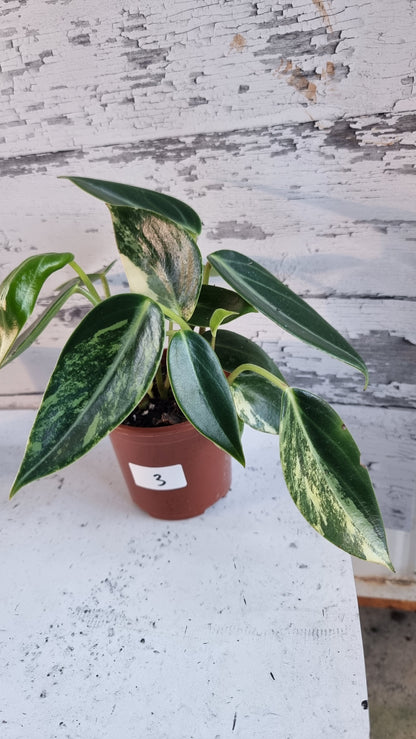Peperomia maculosa 'Xiang Cao' variegata - Variegated Radiator Plant
