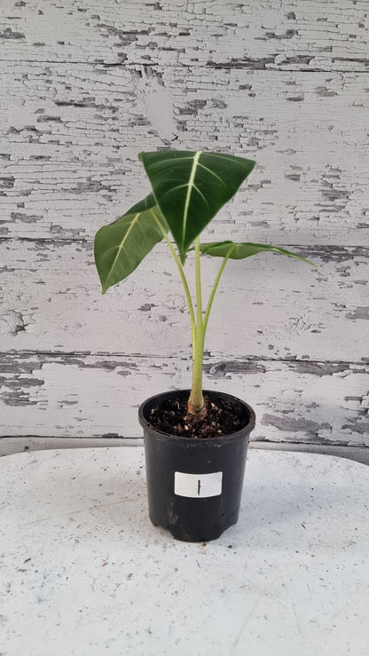 Alocasia micholitziana - Green Velvet