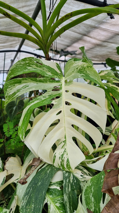 Monstera deliciosa borsigiana variegata - Variegated Fruit Salad Plant