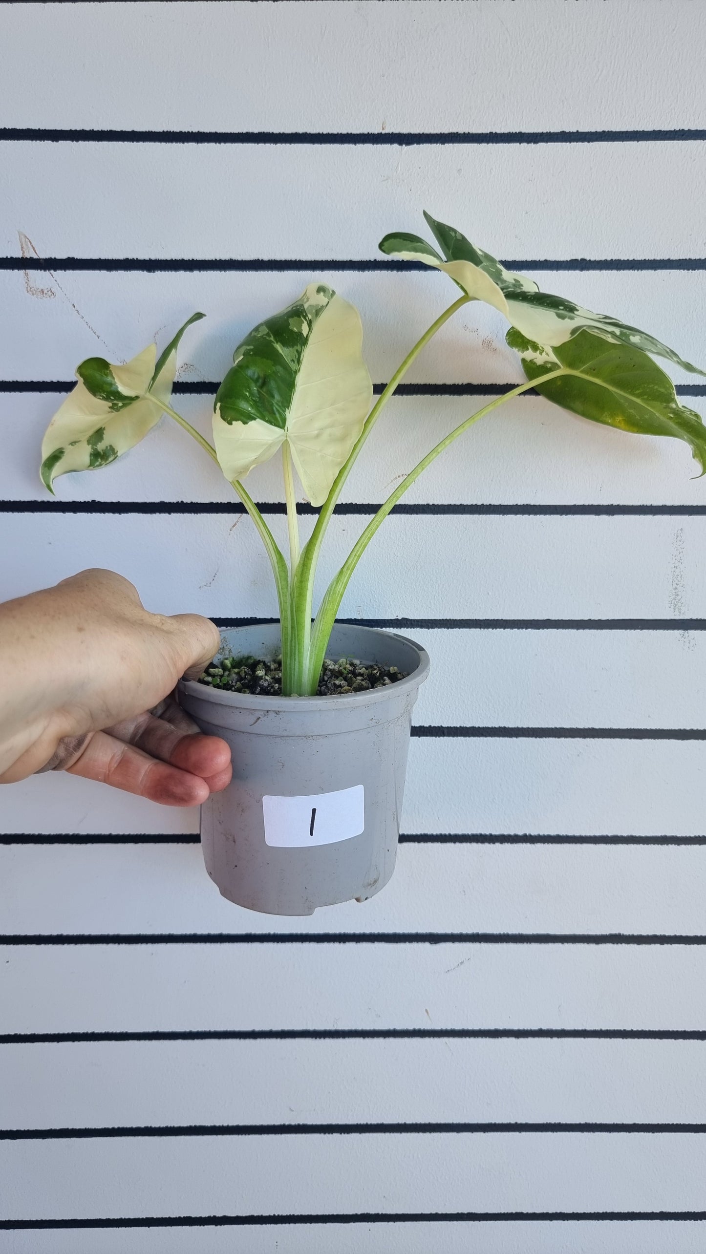 Alocasia Macrorriza variegata - 雜色象耳