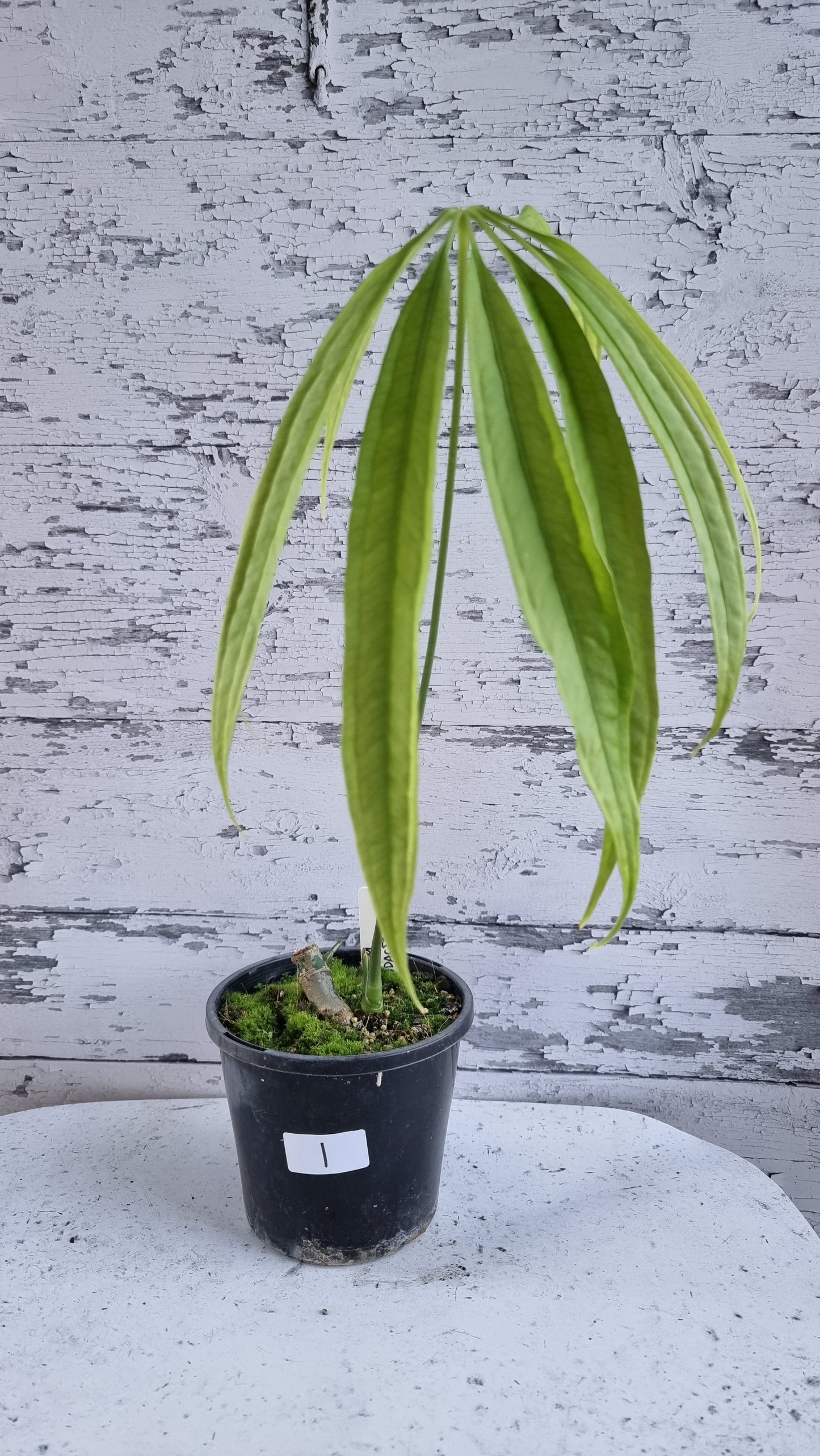 Anthurium polydactylum - Tropical Aroid