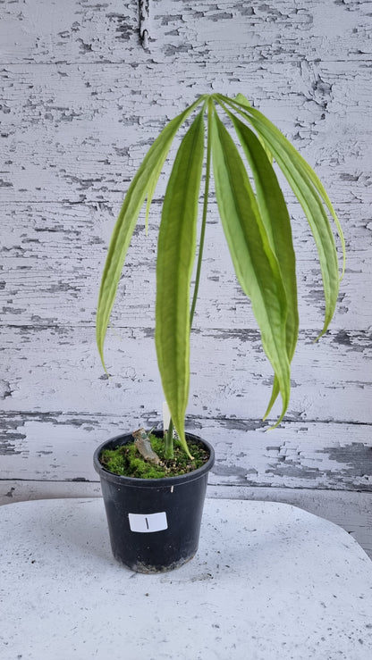 Anthurium polydactylum - Tropical Aroid