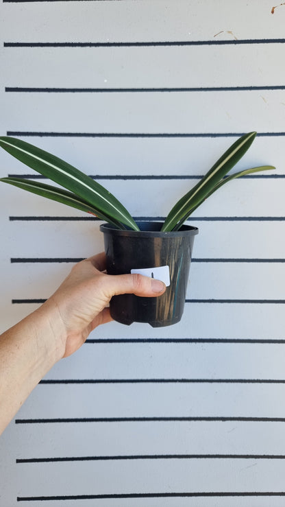 Hippeastrum striatifolium - Striped Amaryllis