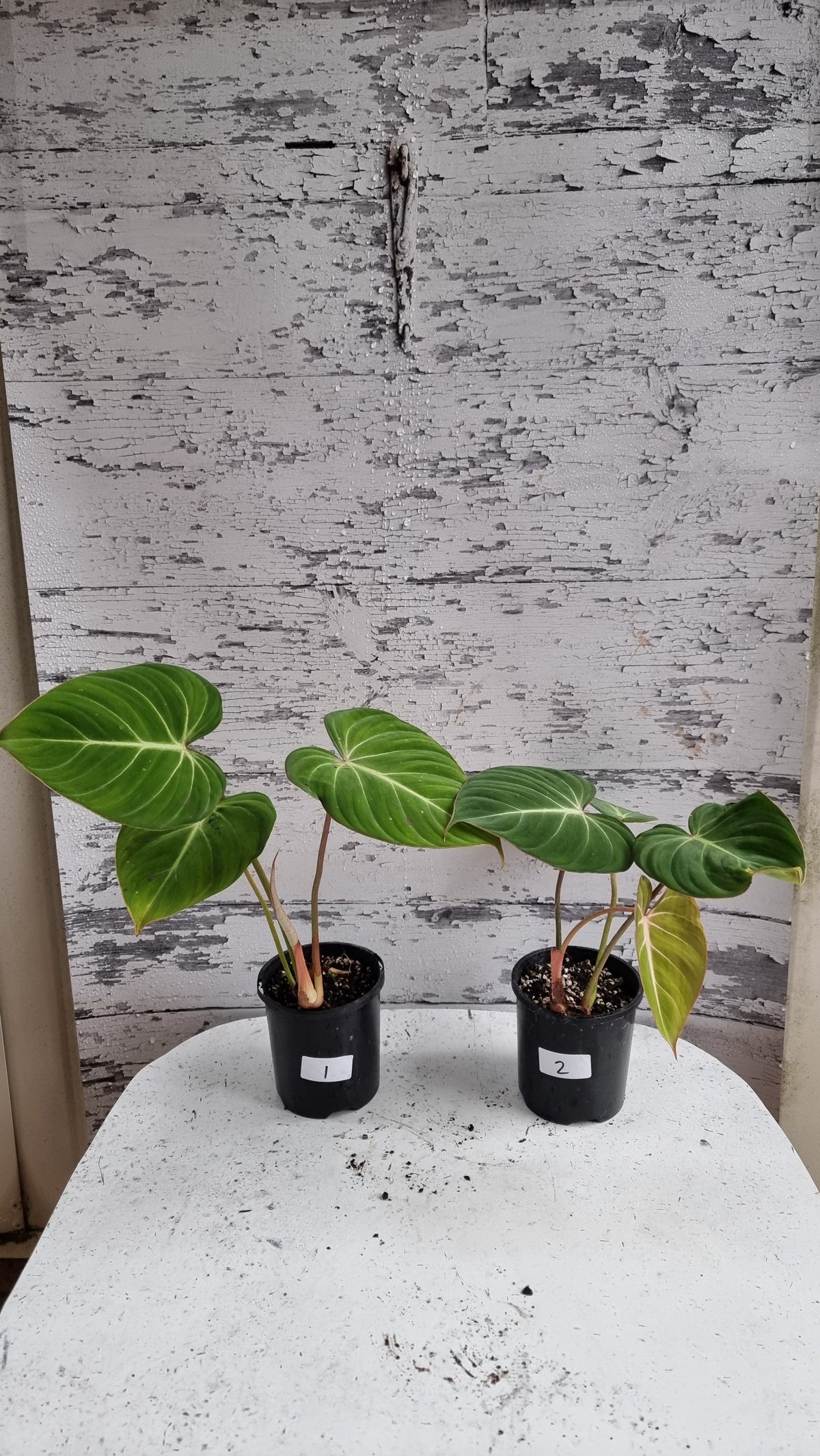 Philodendron gloriosum
