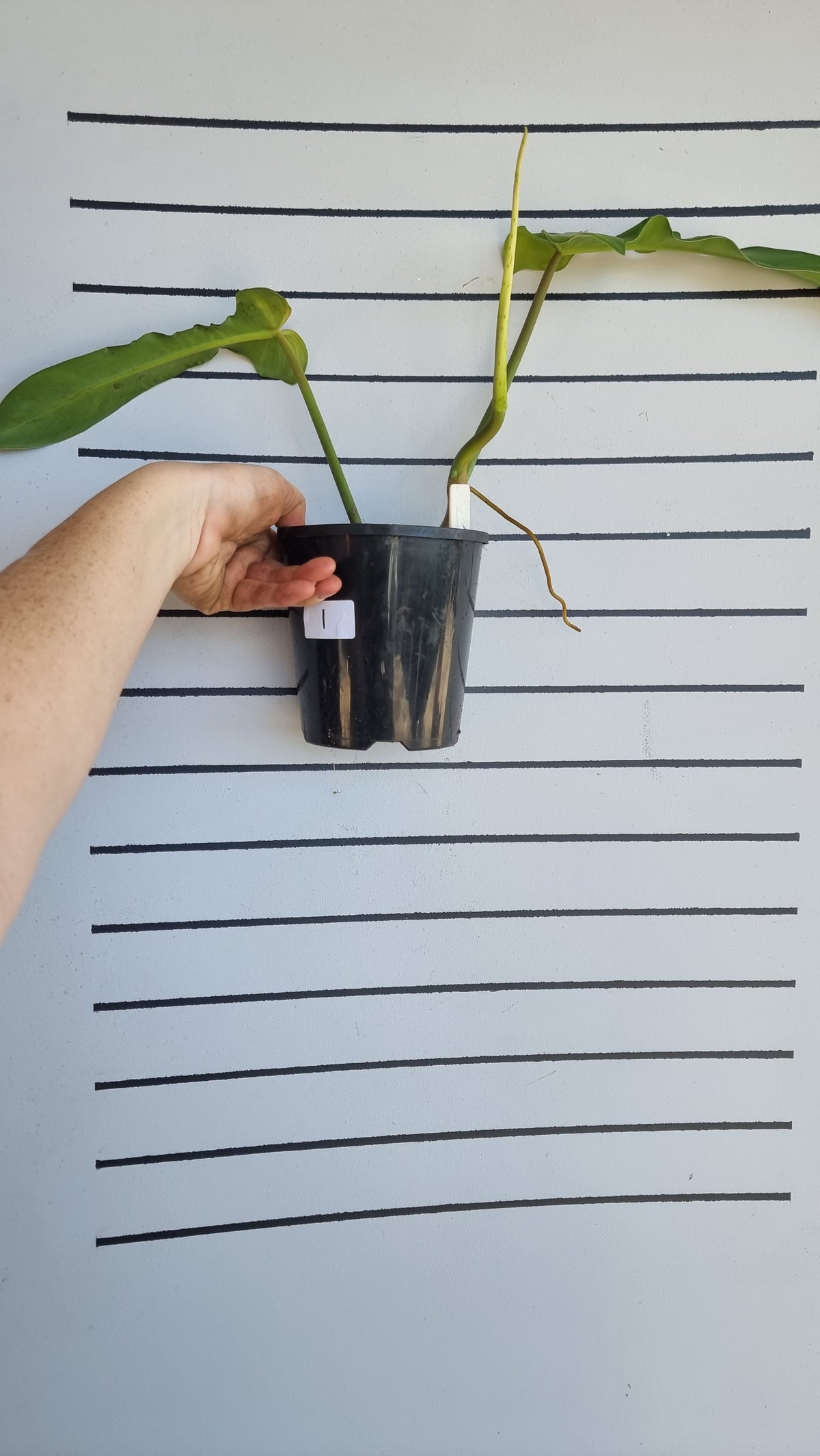Philodendron bipennifolium x 'Jerry Horne'