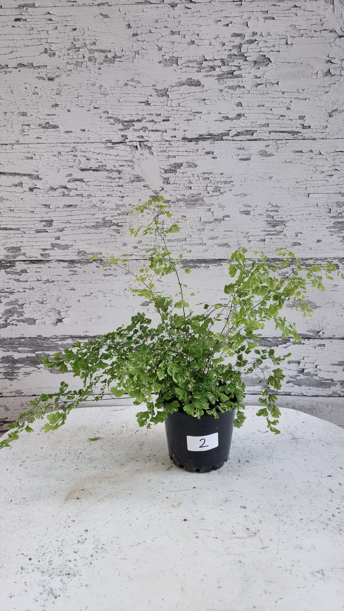 Adiantum raddianum 'Variegatum' - Variegated Delta Maidenhair Fern