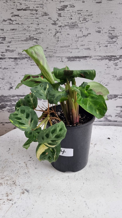 Maranta leuconeura “Kerchoveana” variegata - 杂色祈祷植物