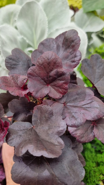 Heuchera 'Obsidian'