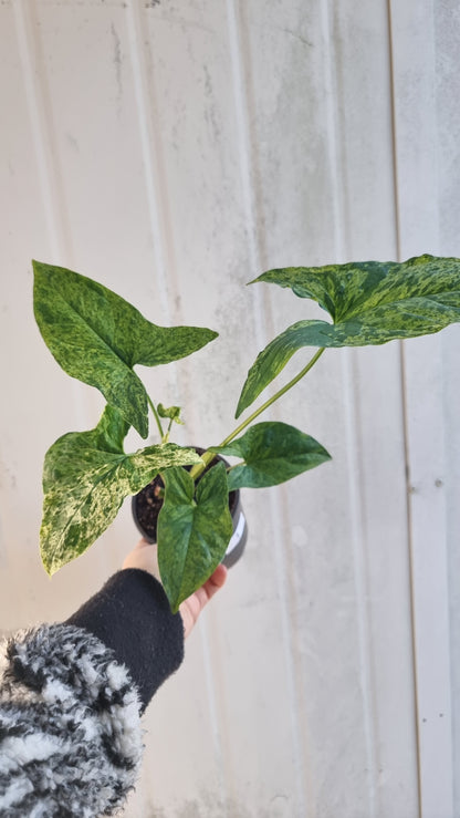 Syngium podophyllum 'Mojito' - 箭頭植物