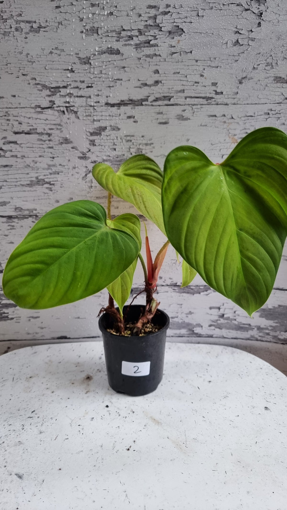 Philodendron 'Fuzzy Petiole'