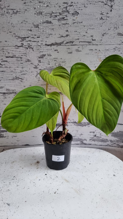 Philodendron 'Fuzzy Petiole'