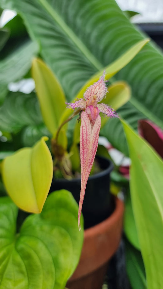 Bulbophyllum Meen 'Rainbow Rider' - Orchid
